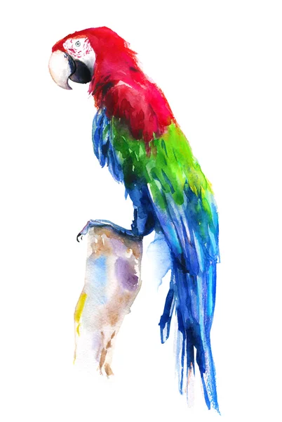 Aquarell heller Papagei — Stockfoto