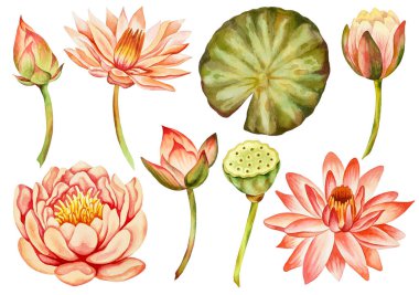 Beyaz arka planda pembe nilüfer çiçeği ve yeşil yapraklardan oluşan suluboya el çizimi. İlkbahar Asya nilüfer çiçeği. Botanik, organik, doğa, çiçek, tomurcuk, çiçek. 