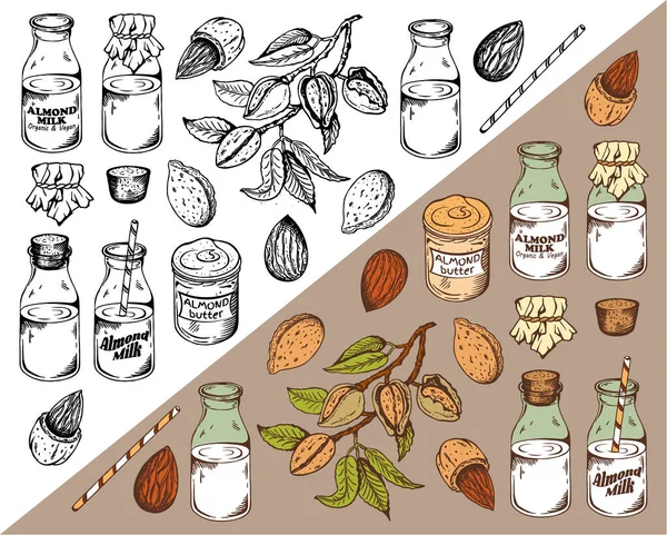 矢量图上的素描手绘一套黑白相间 色彩斑斓的杏仁 复古的牛乳和牛油 古色古香的素食背景 是的植物绘图 — 图库矢量图片