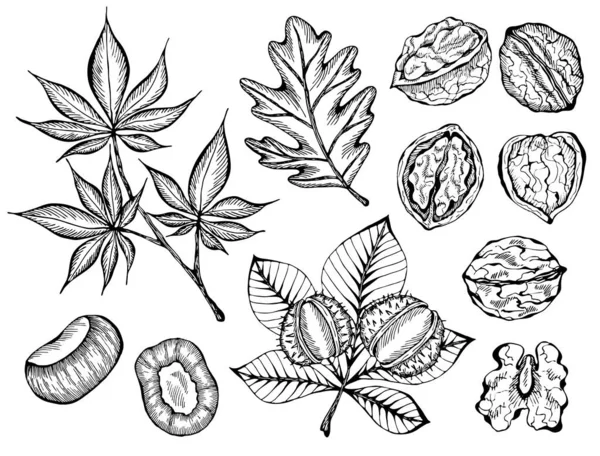 Vektor Illustration Der Vorgegebenen Tuschskizze Handgezeichnete Walnusspflanze Kastanien Herbstblätter Bauernmarkt — Stockvektor