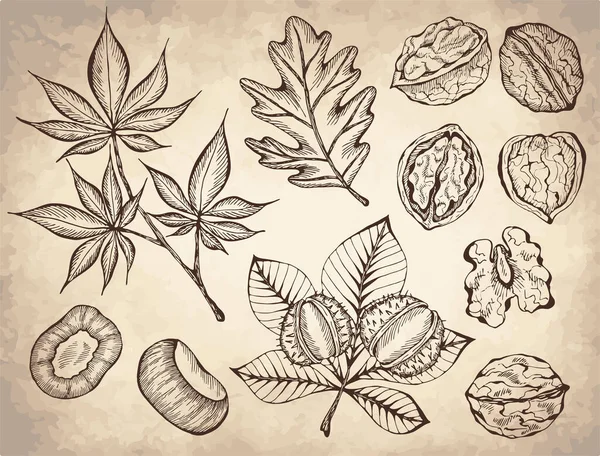 Vektor Illustration Der Vorgegebenen Tuschskizze Handgezeichnete Walnusspflanze Kastanien Herbstblätter Bauernmarkt — Stockvektor