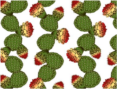 Yeşil kaktüs, kırmızı kaktüs çiçeği ve beyaz arka planda izole edilmiş opuntia ile çizilmiş el çiziminin vektör çizimi. Tropik sulu bitki. Çiçek duvar kağıdı. Antika, eski tarz. Meksika