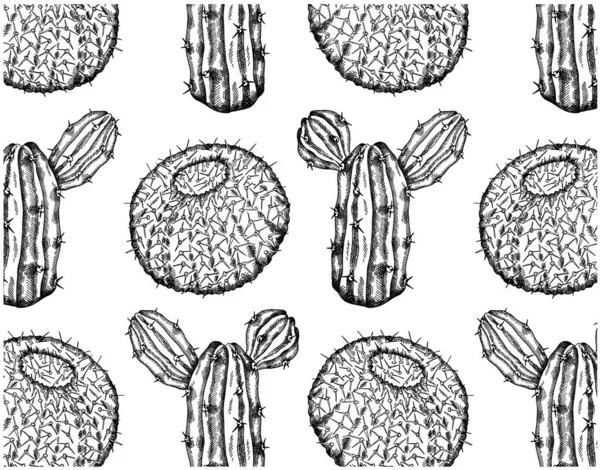 Vector Ilustración Del Patrón Dibujado Mano Con Cactus Exóticos Realistas — Vector de stock