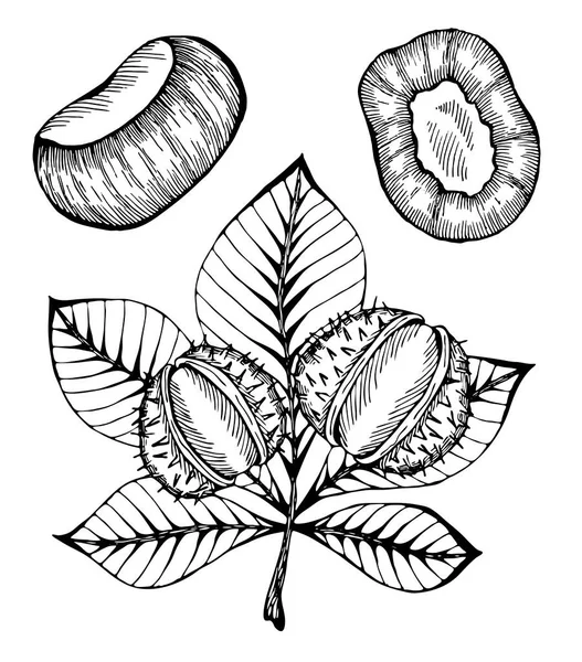 素描的矢量图用叶子手绘栗子 健康的素食 秋季自然的象征 3D秋季假日的概念 土豆叶 — 图库矢量图片