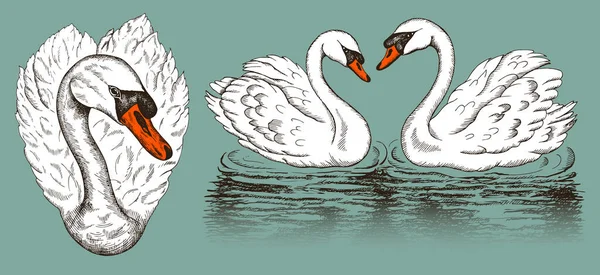 Ilustração Vetorial Esboço Desenhado Mão Conjunto Cisnes Brancos Esboço Isolado —  Vetores de Stock
