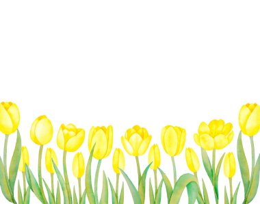 Beyaz arka planda izole edilmiş renkli sarı bahar laleleri olan suluboya el çizimi. Vintage Card, düğün davetiyesi, çiçekli mesaj geçmişi. Yaz.