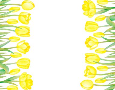 Beyaz arka planda sarı lale çiçekleriyle çizilmiş suluboya el resmi. Botanik sanatı, kadınlar günü, kutlama kartı, anneler günü duvar kağıdı, düğün davetiyesi..