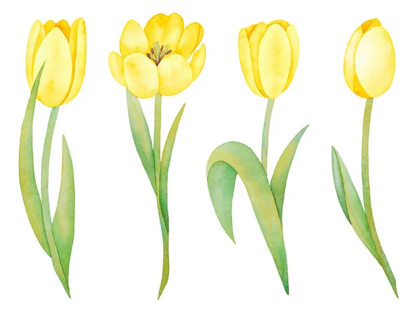 Illustration Watercolor Hand Drawn Set Yellow Tulips Isolated White Background — Stock Photo, Image