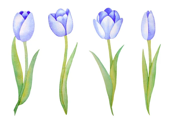 Ilustración Acuarela Dibujado Mano Conjunto Tulipanes Azules Aislados Sobre Fondo —  Fotos de Stock