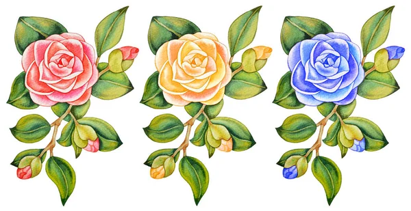 Ilustración Acuarela Dibujado Mano Conjunto Camelias Asiáticas Aisladas Rosas Con — Foto de Stock
