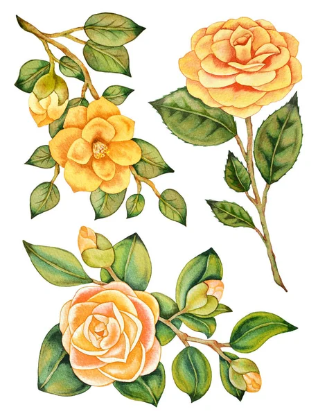 Ilustração Aquarela Mão Desenhada Conjunto Isolado Asiático Camélias Amarelas Rosas — Fotografia de Stock