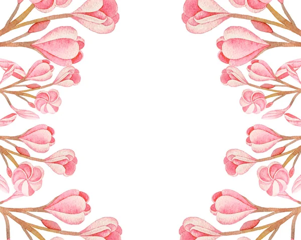 Elle Çizilmiş Suluboya Çerçeve Beyaz Arka Planda Pembe Tesisatçılık Çiçekleri — Stok fotoğraf