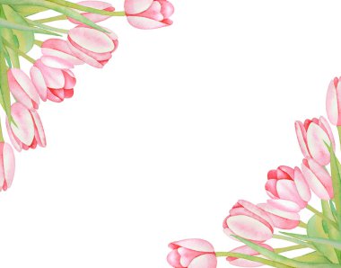 Beyaz arka planda izole edilmiş renkli pembe lalelerle suluboya el resmi. Anneler Günü için kart, 8 Mart, düğün. Bahar çiçekleri.