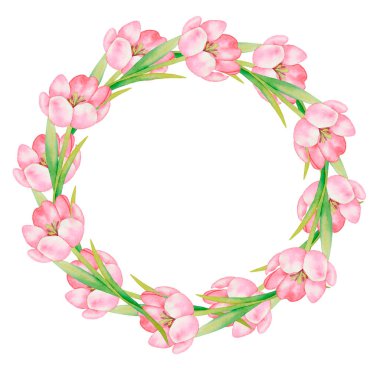 Beyaz arka planda izole edilmiş pembe laleli suluboya el resmi. - Evet. Bahar çiçekleri. Botanik sanatı, çiçek geçmişi. Selam kartı, 8 Mart, Paskalya, Anneler Günü..