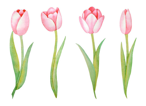 Иллюстрация акварели ручной работы набор розовых тюльпанов изолированы на белом фоне. Весенние цветы. Приглашения, сохранить поздравительные открытки, ткань, обои, альбом, дизайн поздравительных открыток. 