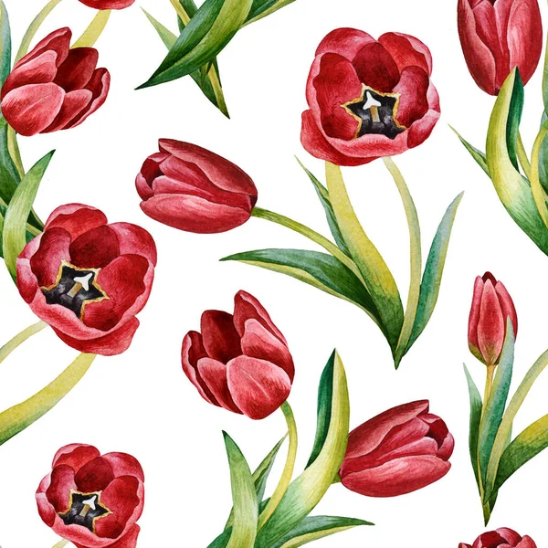 Illustrazione Acquerello Disegno Mano Con Fiori Tulipano Primavera Sfondo Estate — Foto Stock