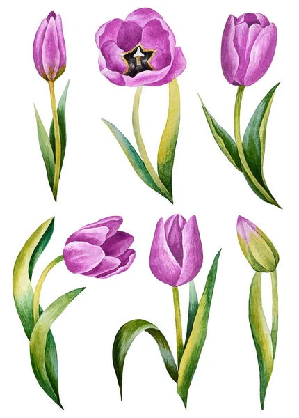 Ilustración Acuarela Dibujado Mano Conjunto Tulipanes Color Púrpura Violeta Aislados — Foto de Stock