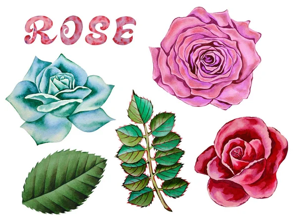 Ilustración Acuarela Dibujado Mano Conjunto Rosas Colores Brotes Hojas Flores — Foto de Stock