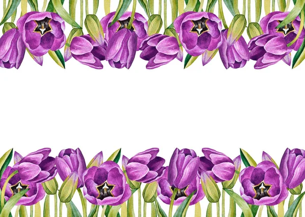 Illustration Watercolor Hand Drawn Frame Violet Tulips Isolated White Background — Stock Photo, Image