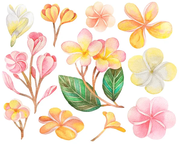 Ilustração Conjunto Aquarela Flores Plumeria Coloridas Mão Desenhada Contexto Objectos — Fotografia de Stock