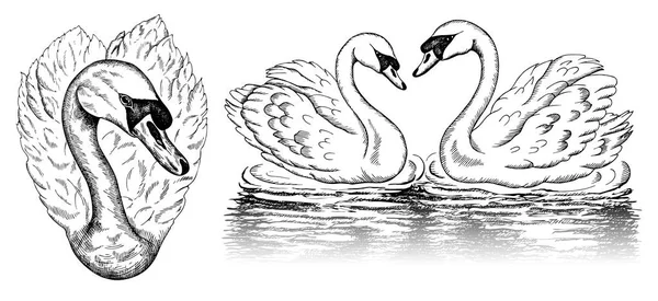 Ilustração Vetorial Esboço Desenhado Mão Conjunto Cisnes Esboço Isolado Fundo —  Vetores de Stock