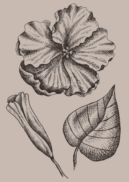 Vektorillustration Von Handgezeichneten Skizzen Mit Tropischen Blumen Und Blättern Floraler — Stockvektor