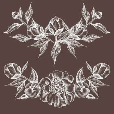 Beyaz şakayık ve yapraklı vektör çizimi. Doğrusal grafikler, çizim, mürekkep çizimi, gravür taklidi. El çizimi bitkiler, çizgi sanatı. Çiçek arkaplan. Retro, klasik çiçekler..