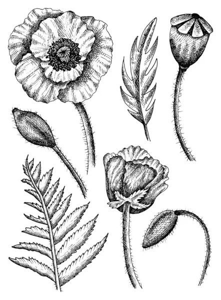 Haşhaş ve yaprakların el çiziminin vektör çizimi. Antika ve geçmişe dönük. Tasarım için zarif bir çiçek unsuru. Davetiyeler, tebrik kartları, çantalar için dekorasyon, tişört, kapak, dövme.