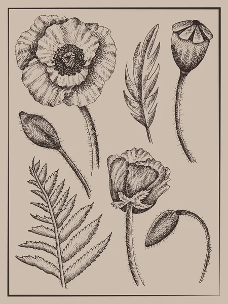 Haşhaş ve yaprakların el çiziminin vektör çizimi. Antika ve geçmişe dönük. Tasarım için zarif bir çiçek unsuru. Davetiyeler, tebrik kartları, çantalar için dekorasyon, tişört, kapak, dövme.