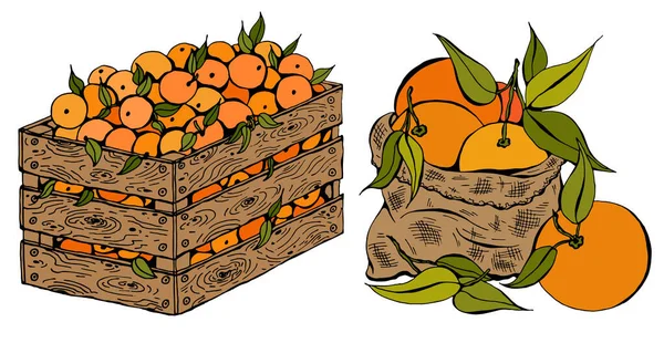 緑の葉でオレンジでいっぱいのスケッチ手描きの木製の箱とバッグのベクトルイラストセット 新鮮な果物 春または夏の背景 イタリア スペイン みかん 有機食品ラベル — ストックベクタ
