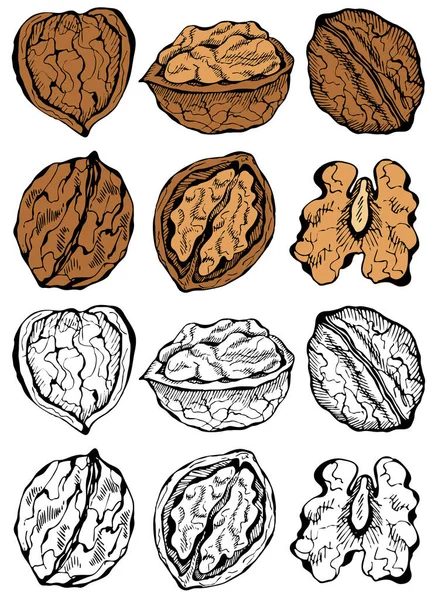 油墨素描矢量图上手绘五彩斑斓的核桃植物集 农贸市场设计 复古风格复古风格完整的 半坚果种子 健康食品 有机食品 雕刻食品 — 图库矢量图片