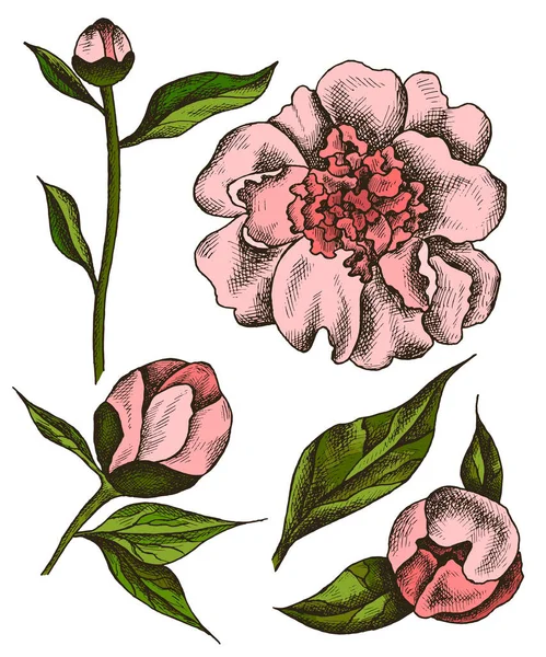 Conjunto Floral Vectorial Con Peonías Rosadas Hojas Verdes Gráficos Lineales — Archivo Imágenes Vectoriales