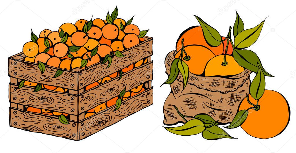 Vector illustration set of sketch hand drawn wooden box and bag full of oranges with green leaves. Fresh fruits, Spring or Summer background, garden, Italy, Spain, mandarins. Organic food label.