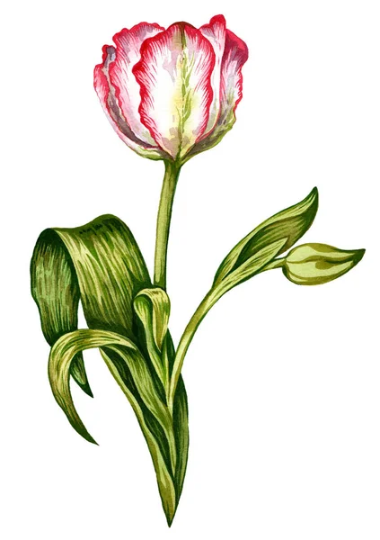 Beyaz arka planda yeşil yapraklı, pembe ve beyaz suluboya lale. Renkli çiçek, botanik çizim. Çiçek, doğa, kırsal, çiçek, taç yaprağı, bahar.