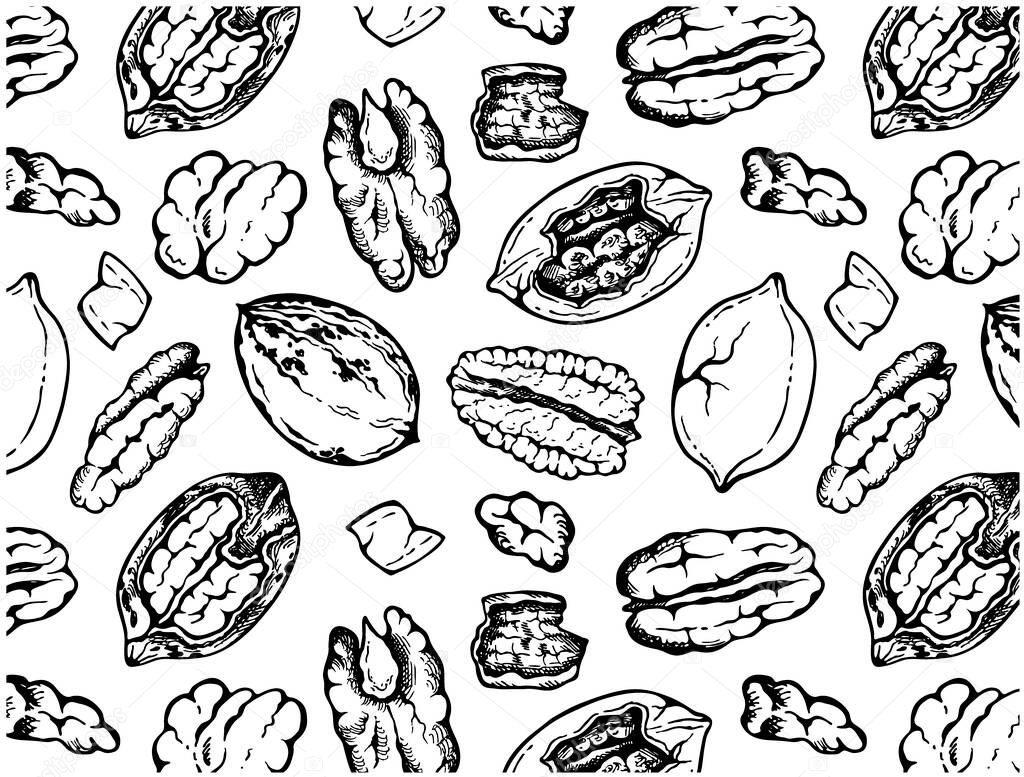 Hand drawn pattern of sketch pecan nuts in shell isolated on white background. Black engraved walnut, snack wallpaper, painted food, line art nut for packaging, doodle , texture. Vector illustration