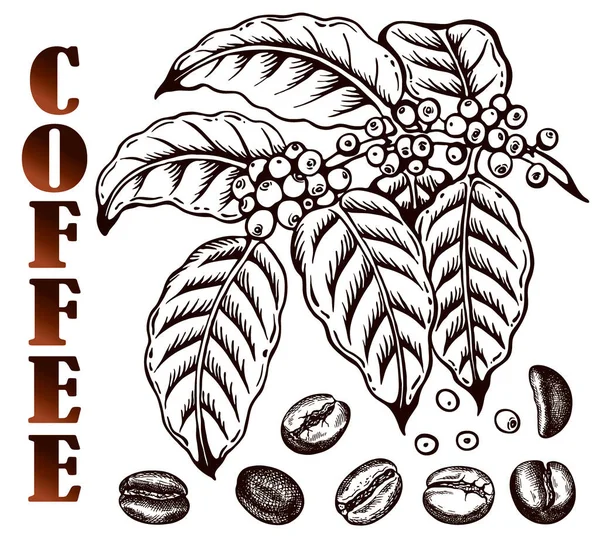 Beyaz Zemin Üzerinde Kavrulmuş Kahve Çekirdekleri Olan Kahve Ağacı Çizimi — Stok Vektör