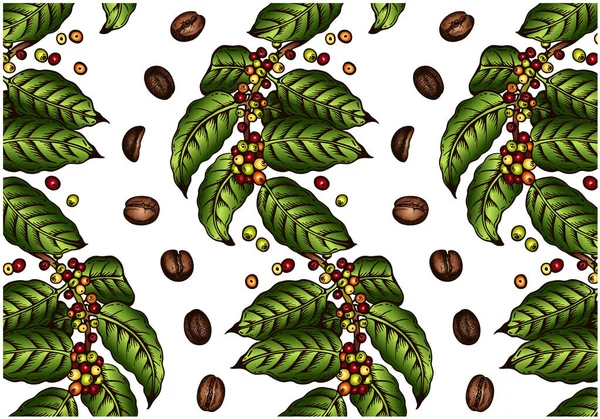 Szkic Rysunek Wzór Drzewa Kawy Zielone Liście Surowe Palone Brązowe — Wektor stockowy