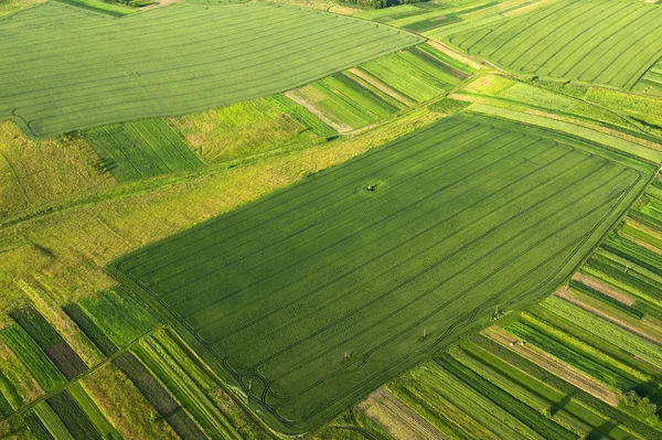 Luchtfoto op groene en gele delen van velden en platteland — Stockfoto