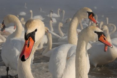 Kuğu ve kış