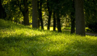 güneşli bir gün Park