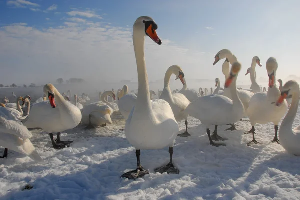 白鳥と冬 — ストック写真