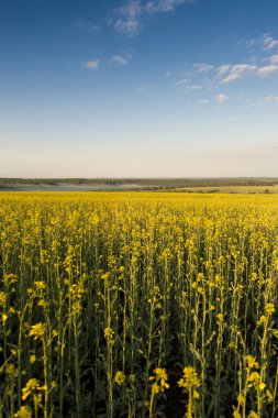 Mavi gökyüzü ve sarı alan