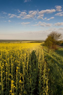 Mavi gökyüzü ve sarı alan