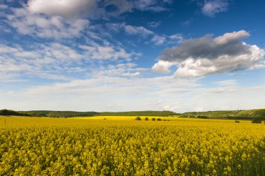 Mavi gökyüzü ve sarı alan