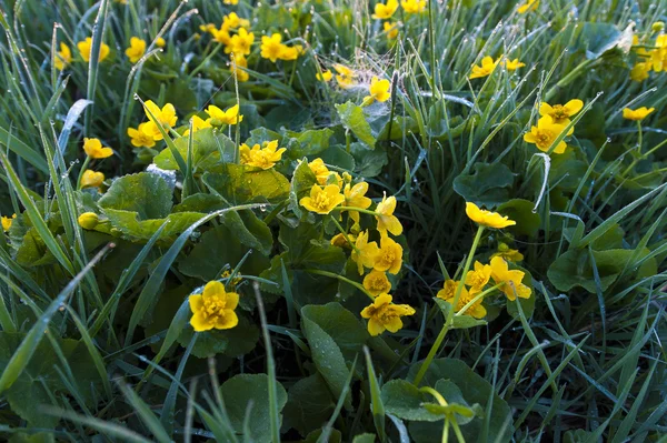 绿草和黄色的花，在早晨 — 图库照片