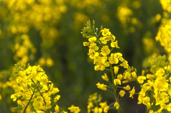 盛开的芥花籽油字段 — 图库照片