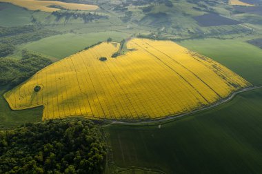 Bahar orman şaşırtıcı havadan görünümü