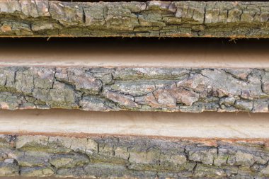 Bir ağaç kütüğü ahşaptan abstract, dalgalı desende