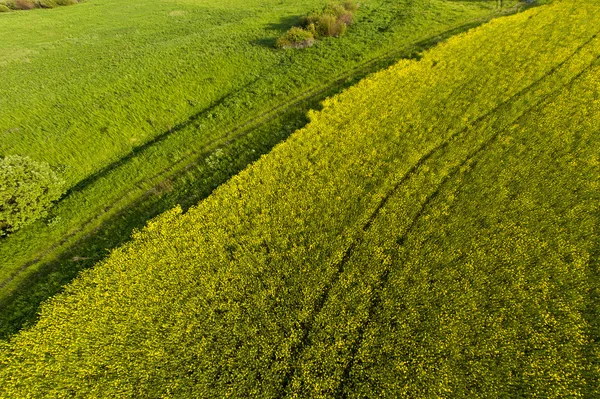 Sarı alanda havadan görünümü — Stok fotoğraf