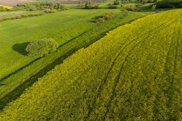 Luchtfoto uitzicht op gele velden — Stockfoto